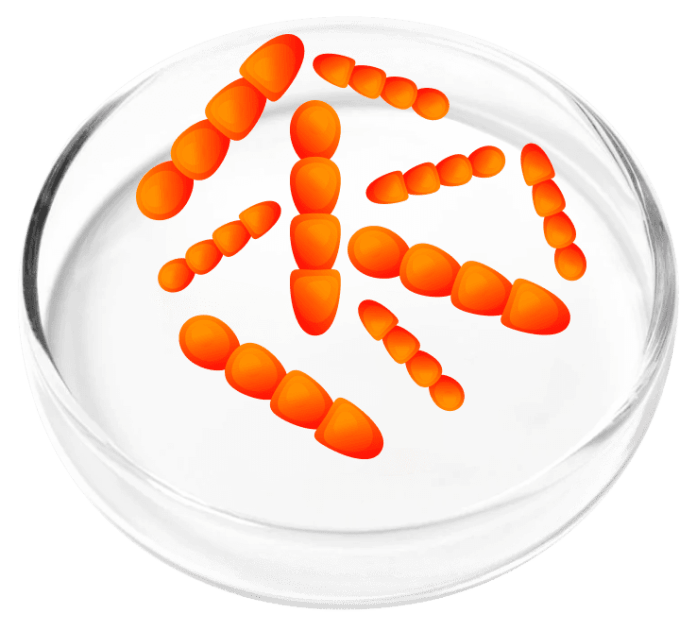 Lactobacillus Crispatus