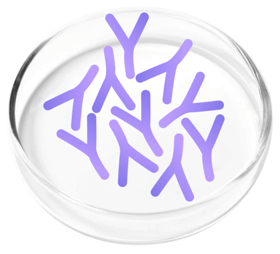 Lactobacillus Plantarum