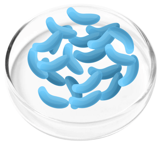 Lactobacillus Gasseri